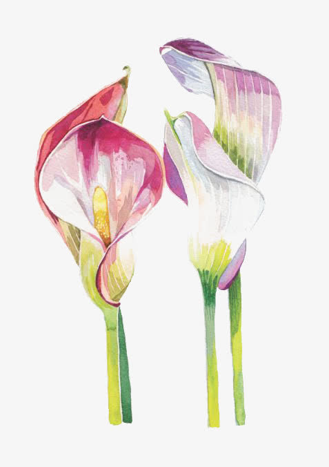 花朵免抠