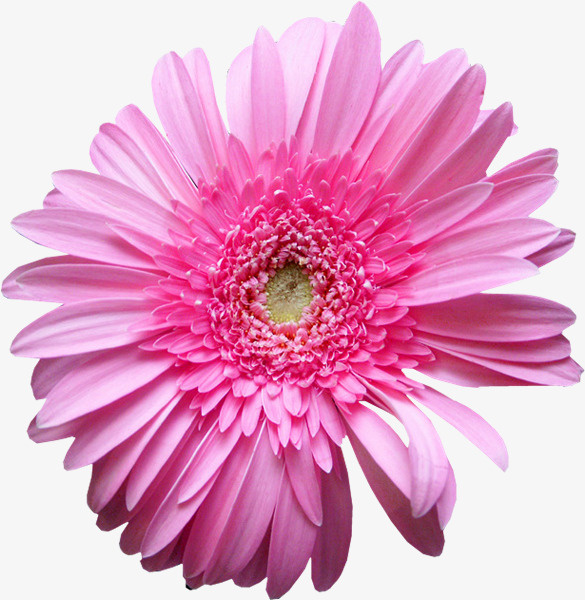 花草线描装饰图案免抠