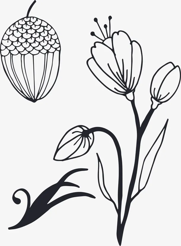 手绘干果和花朵免抠