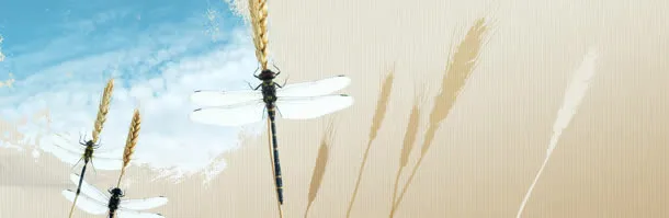 电商清新唯美稻穗背景banner