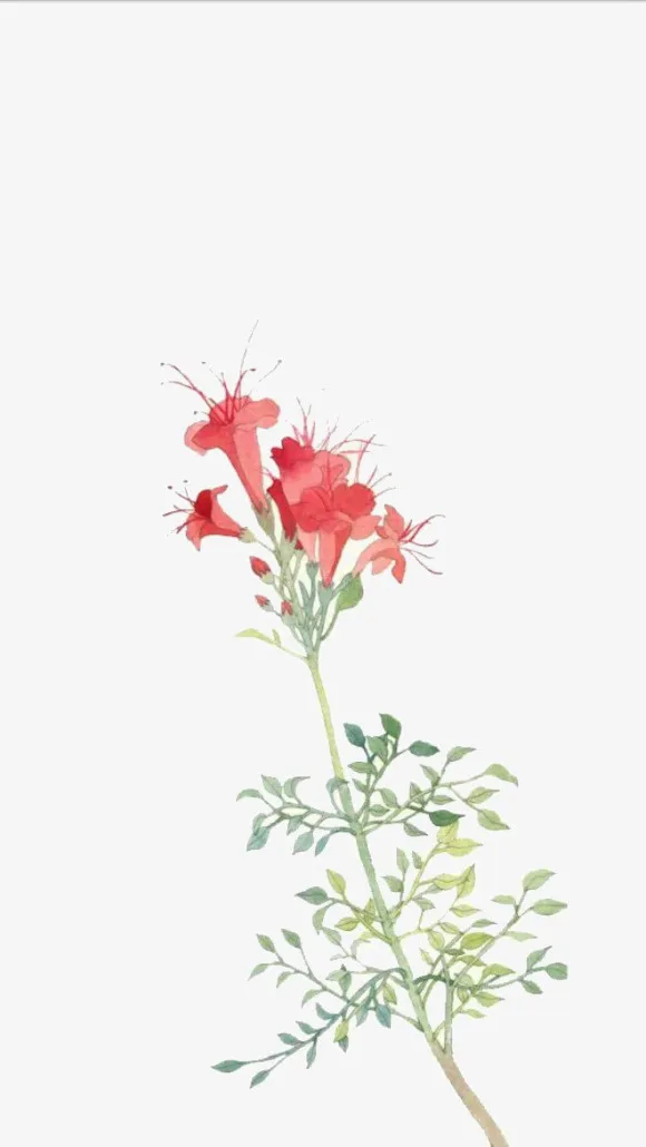 手绘花朵蜀葵免抠
