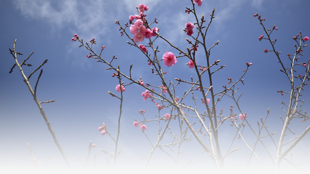 春天樱花摄影背景设计元素之十二免抠背景摄影风景元素