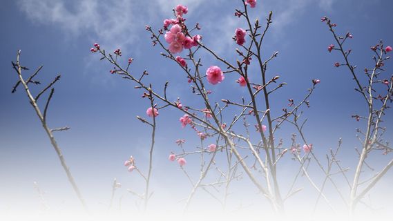 春天樱花摄影背景设计元素之十二免抠背景摄影风景元素