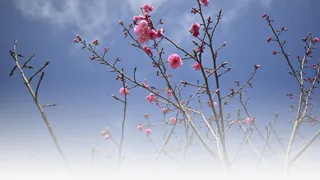 春天樱花摄影背景设计元素之十二免抠背景摄影风景元素