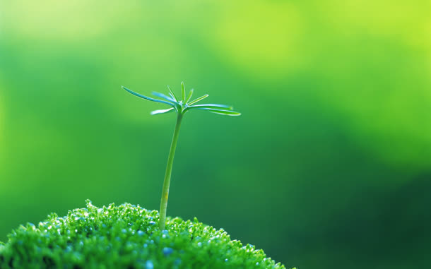 小清新绿色嫩芽壁纸免抠