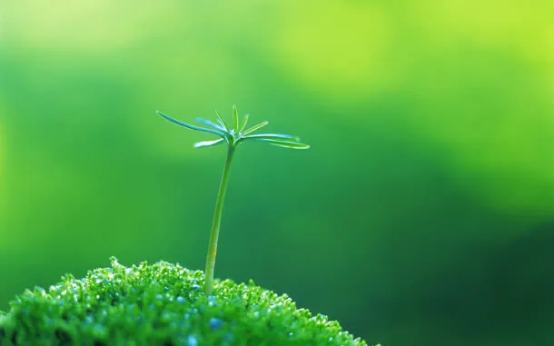 小清新绿色嫩芽壁纸免抠