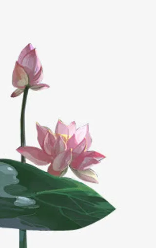 绿色荷叶花苞花朵手绘植物素材免抠