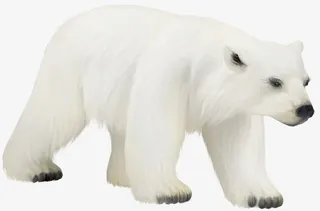 强壮的成年北极熊免抠