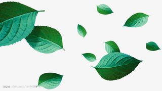 绿色叶子 高清晰叶子png素材免抠