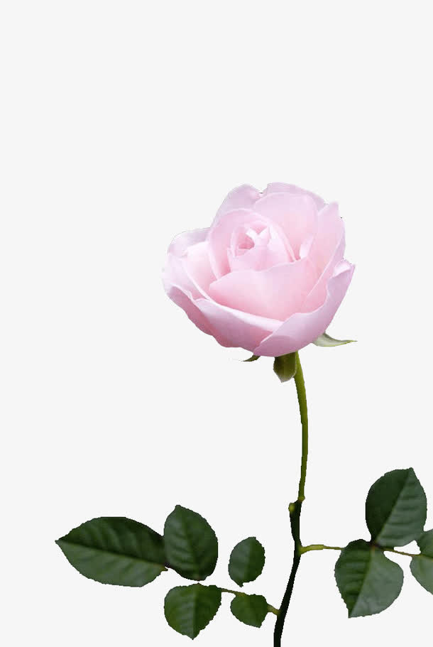 玫瑰花免抠
