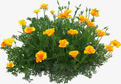 孔雀草花卉免抠