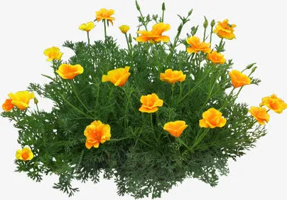 孔雀草花卉免抠