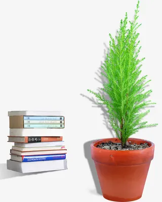 书本和绿植免抠