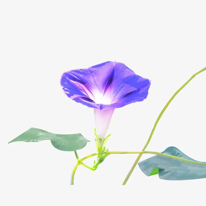 牵牛花 春天 紫色 千牛免抠
