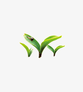 绿叶免抠