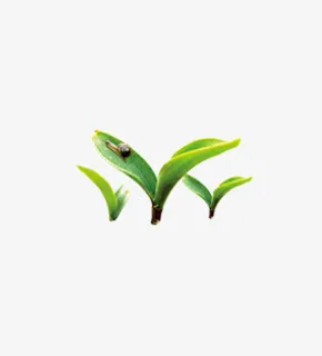 绿叶免抠