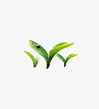 绿叶免抠