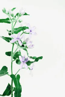 浅蓝色的五瓣花朵免扣素材免抠