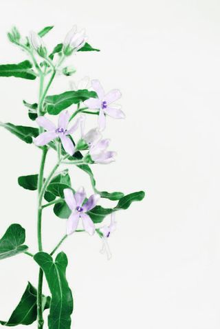 浅蓝色的五瓣花朵免扣素材免抠