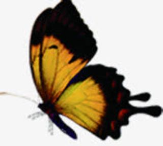 黄色唯美蝴蝶装饰免抠