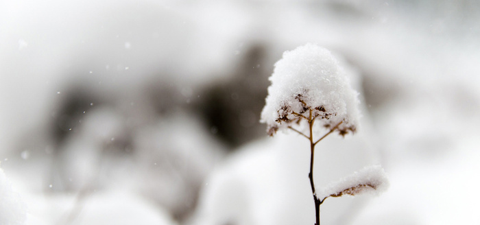 霜雪高清