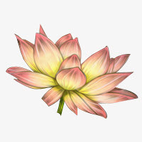荷花免抠