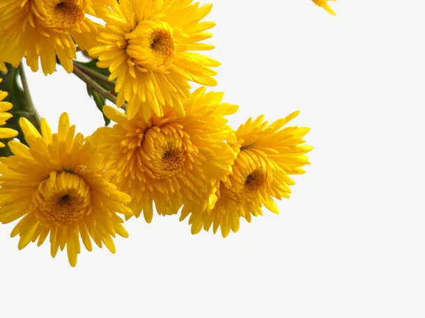 菊花素材免抠