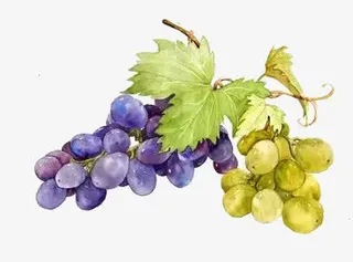 手绘葡萄免抠