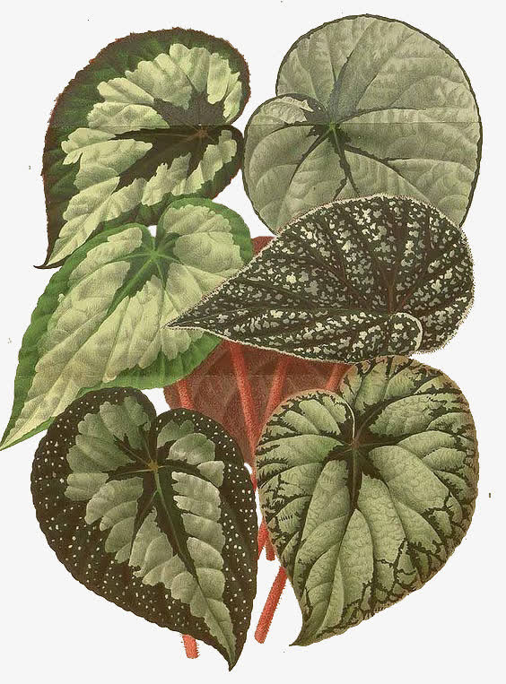 荷花叶子免抠