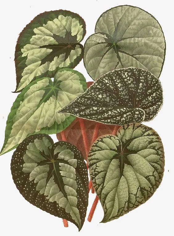 荷花叶子免抠