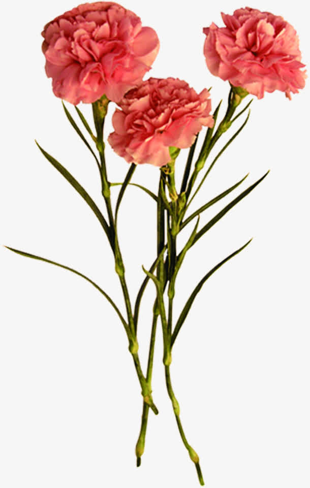 红色鲜花花朵康乃馨花束免抠