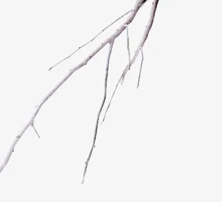 光秃秃白色树枝免抠