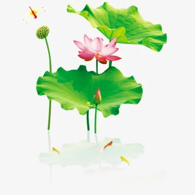 荷叶荷花免抠素材免抠