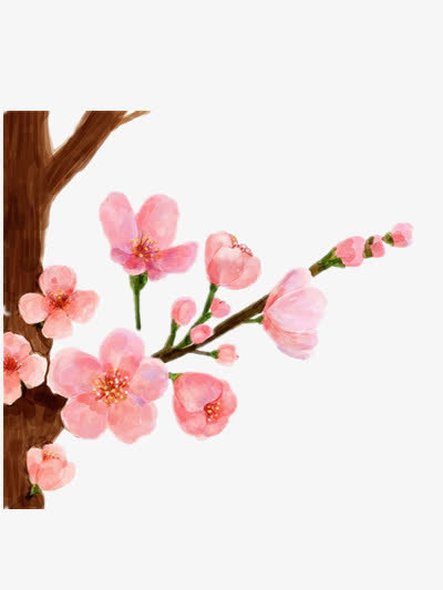 墙角数枝梅免抠