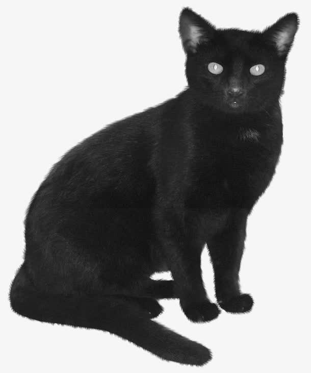 女巫猫免抠