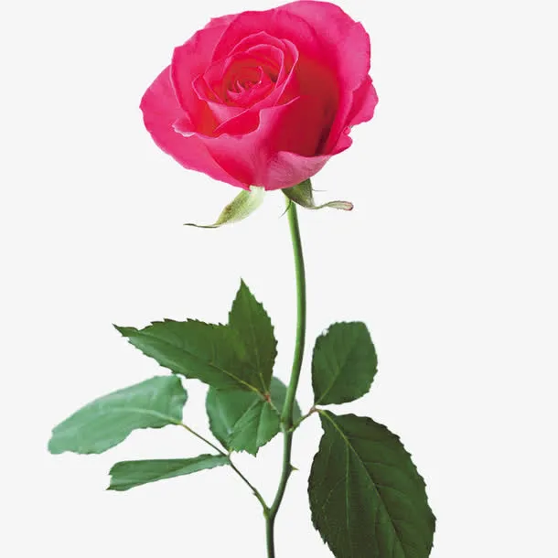 玫瑰花免抠