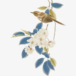 枝头安静鸟儿免抠