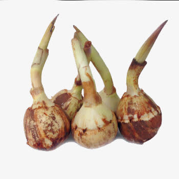 时令应季蔬菜白慈菇免抠