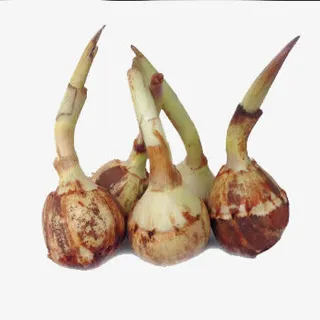 时令应季蔬菜白慈菇免抠 时令应季蔬菜白慈菇免抠