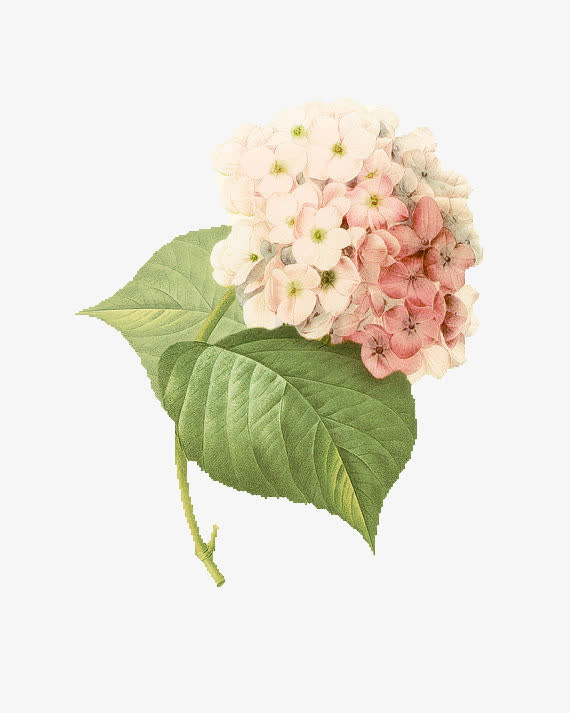 白色花PNG免抠