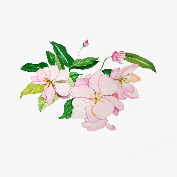 手绘粉色的海棠花免抠