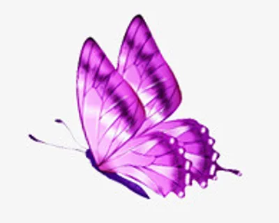 美丽的蝴蝶免抠