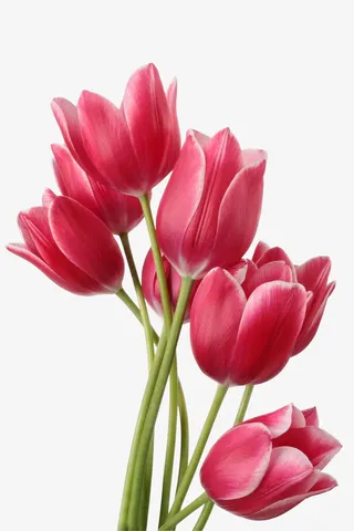 郁金香，花朵，植物，高清免抠