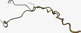 紫色牵牛花实物免抠