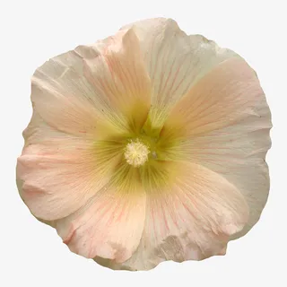 抽象花朵图片鲜花图案免抠