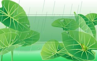 雨水荷叶背景素材高清