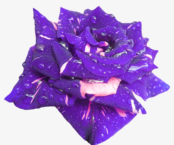 蓝色玫瑰花 牛奶免抠