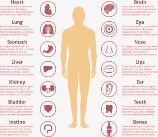 人体器官图标注释矢量素材免抠