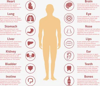 人体器官图标注释矢量素材免抠