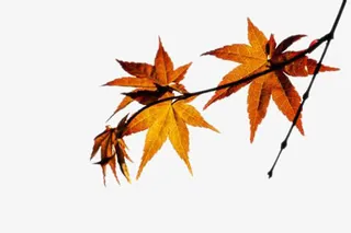 美丽的枫叶免抠